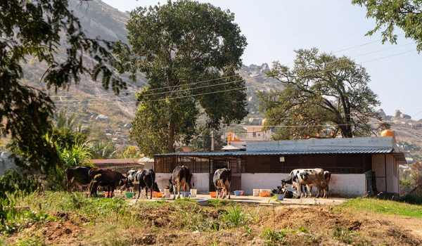 Cow shed